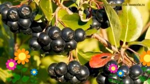 Арония черноплодная. Краткий обзор, описание характеристик, где купить саженцы