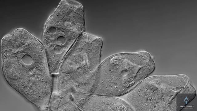 Сувойки под микроскопом смотреть онлайн