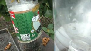 ОСЫ - какие они? КАК БОРОТЬСЯ с ОСАМИ?
