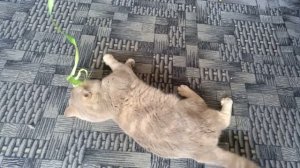 Кот говорит отстань ))