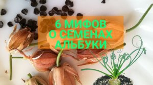 6 мифов о семенах альбуки. Альбука – дама сложная