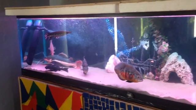 Краснохвостый сом, панцарные щуки, карпы кои, астронотусы и пр.