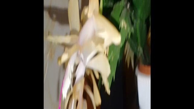 Шлюмбергера ( Декабрист)