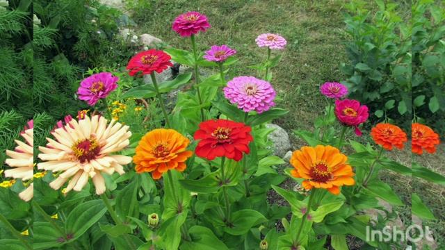 Семена цветов сезона 2022 года. Цинния. смотреть онлайн