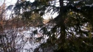 утро из жизни птицелова