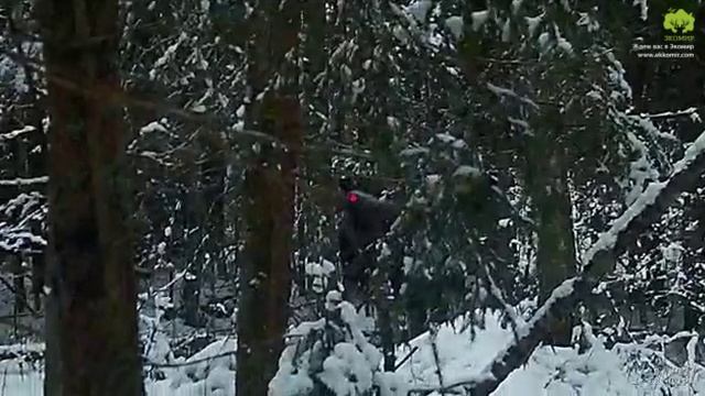 Охота на лося зимой