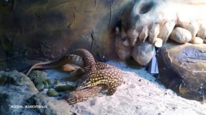 Спаривание кольцехвостых варанов