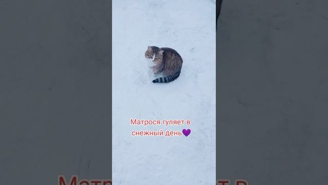 Мой лапуся?
⠀
#люблюкошек #AlinaKlyukva #кареглазаяблондинка #снежныйдень #лапуся #скоронг