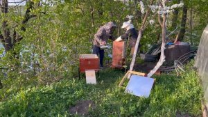 Пересадка пчел из японского улья в улей Дадана