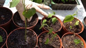 Выращивание гибискуса из семян . Пересаживаем из контейнера в плошки.