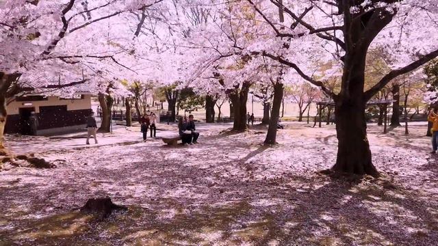 Mikkaminumanosakura (三日見ぬ間の桜)