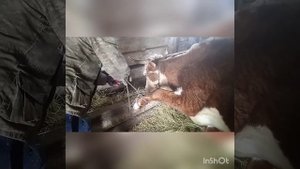 Антибрык не нужен. Если корова брыкается