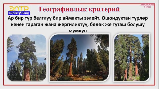 9-класс | Биология | Түр-тирүү организмдердин систематикалык категориясы катары смотреть онлайн