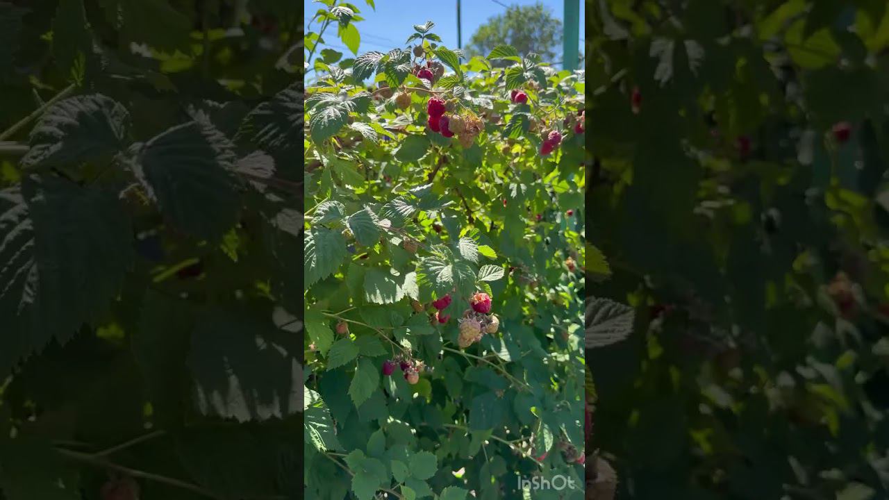 Зал Славы. Наша малина в любящих золотых руках Татьяны. смотреть онлайн