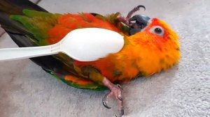 Попугай Кука