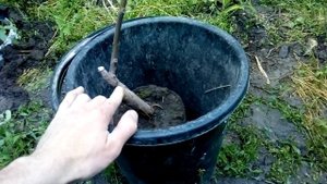 Перевод прививки  инжира на собственные корни