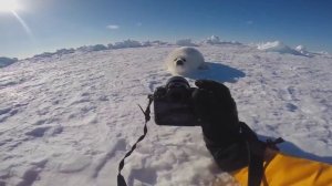 Вот как я фотографирую детенышей гренландских тюленей.Baby Harp Seal ch