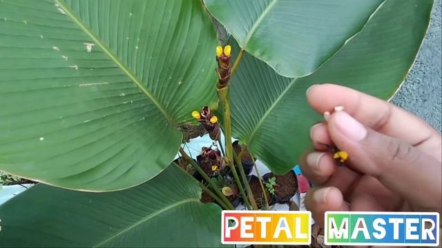 Calathea Lutea plant care and propagation. смотреть онлайн