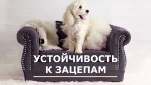 Антивандальная ткань для дивана .Правда или миф ?