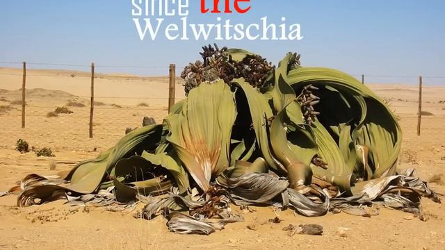Welwitschia Mirabilis смотреть онлайн