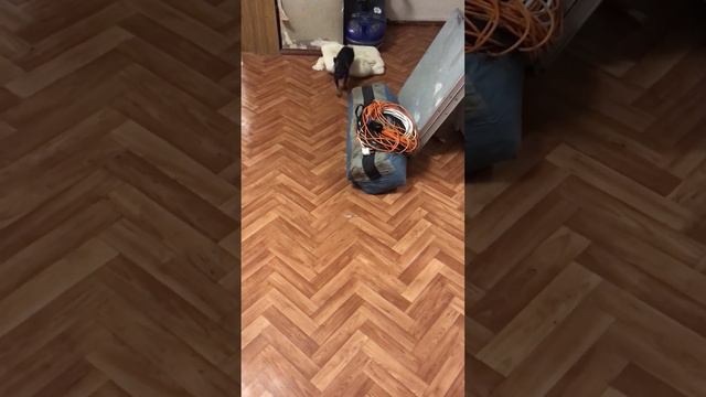 Мини той терьер Юта 4 месяца учим новые команды смотреть онлайн