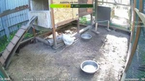 Курятник. Жизнь в курятнике. Можно покормить онлайн. Chicken coop stream. Online feed