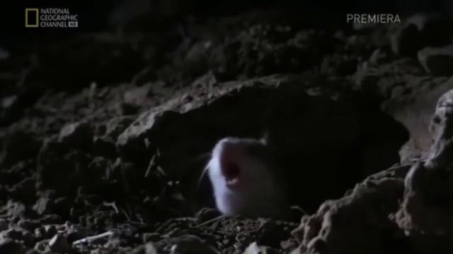 siktir git diye bağıran fare смотреть онлайн