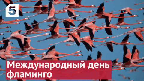 24 июня — Всемирный день фламинго!