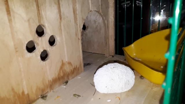 Какая Клетка нужна для Шиншилл!)