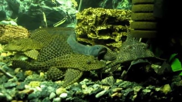 астронотусы смотреть онлайн