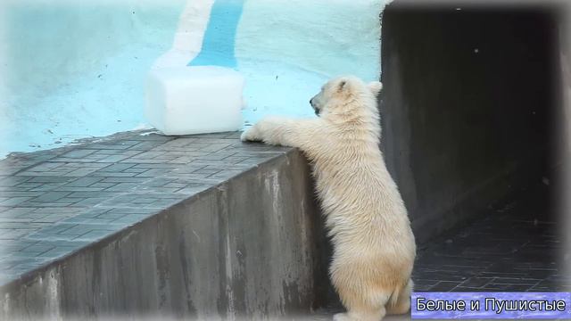Белые медвежата и белая канистра смотреть онлайн
