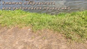 Утятам понравилась моя рыболовгая прикормка | SpiderChannel | FullHD | 216