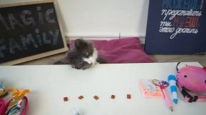 Юми и киса Алиса идут в школу покемон и кто монстар