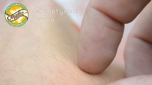 Секрет укуса пчелы