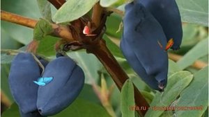 Жимолость съедобная Волхова (lonicera edulis volhova) ? обзор: как сажать, саженцы жимолости Волхов