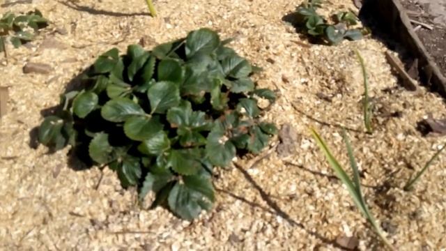 Как избавиться от сорняков на клубнике. смотреть онлайн