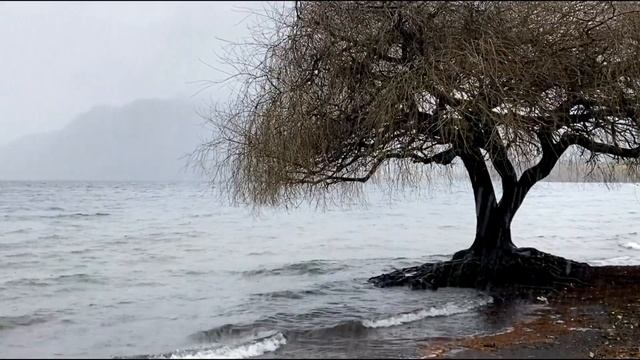 Armonía Natural: Árbol Música de Piano y Lluvia junto al Lago