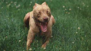 Щенок питбуля спас детей ценой своей жизни