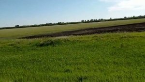 Пастбища в Возвышенке. Северный Казахстан