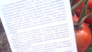ТОМАТ СИБИРСКИЙ ИЗОБИЛЬНЫЙ В ОТКРЫТОМ ГРУНТЕ. Ольга Чернова.