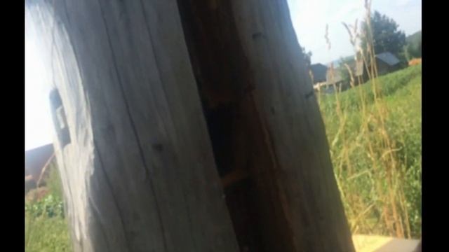 Борти (мёд в колодах) смотреть онлайн