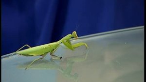 Богомол в квартире