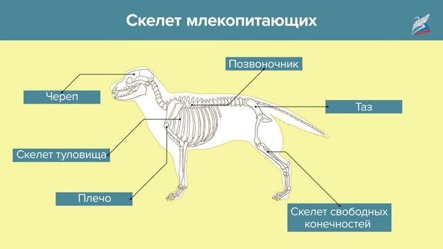 Класс Млекопитающие
