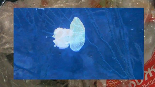 "Новая сказка о рыбаке и рыбке", Шушеньков Александр, г. Воронеж, 779124 смотреть онлайн