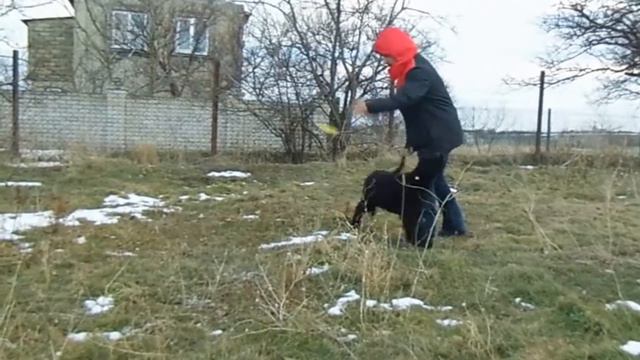 ALTEGOS ULMEN - мальчик ризеншнауцера. Д. рожд. 15.07.2016 смотреть онлайн