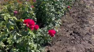 Сорт роз клод брассер.mp4