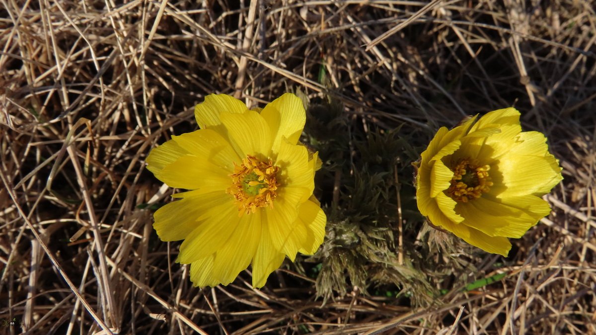 Первоцветы марта - гусиный лук малый и горицвет (адонис) волжский. Ростовская область, северо-запад