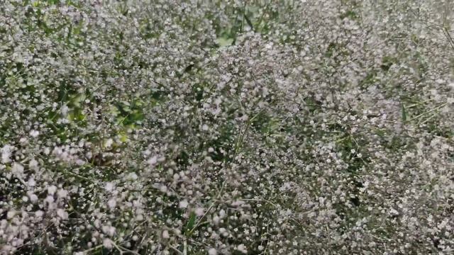 Качим метельчатый - один из лучших компаньонов для роз! Словно облако в саду! смотреть онлайн