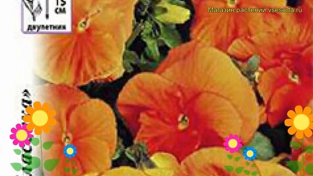 Виола гибридная Падпараджа. Краткий обзор, описание характеристик víola × wittrockiána смотреть онлайн