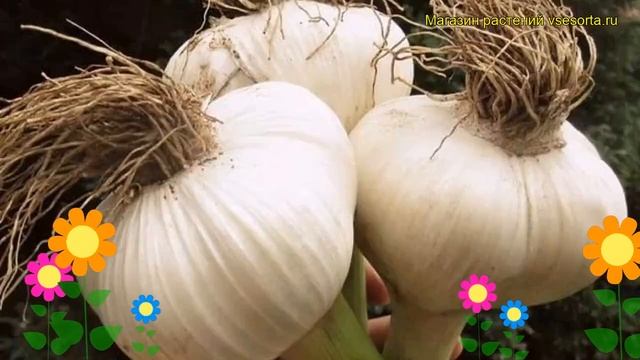 Чеснок острый. Краткий обзор: Чеснок острый описание характеристик, где купить луковицы смотреть онлайн